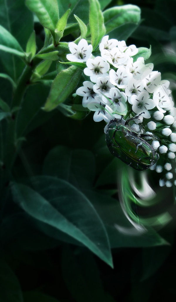 Экзотический белый цветок Буддлея Давида