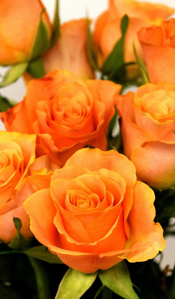 Праздничный букет оранжевых роз на сером фоне