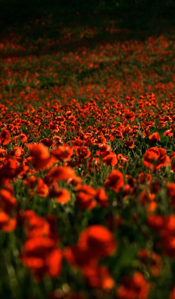 Поле с красными маками в лучах солнца летом