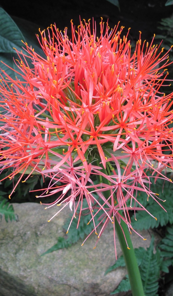 Мелкие розовые цветы папоротника