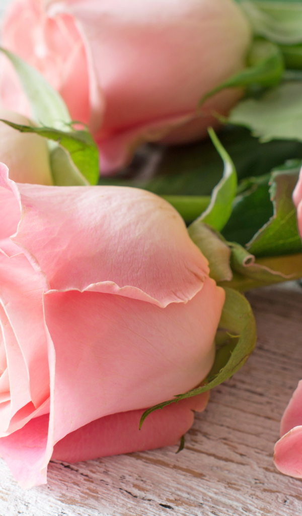 Пять красивых розовых роз лежат на деревянном столе