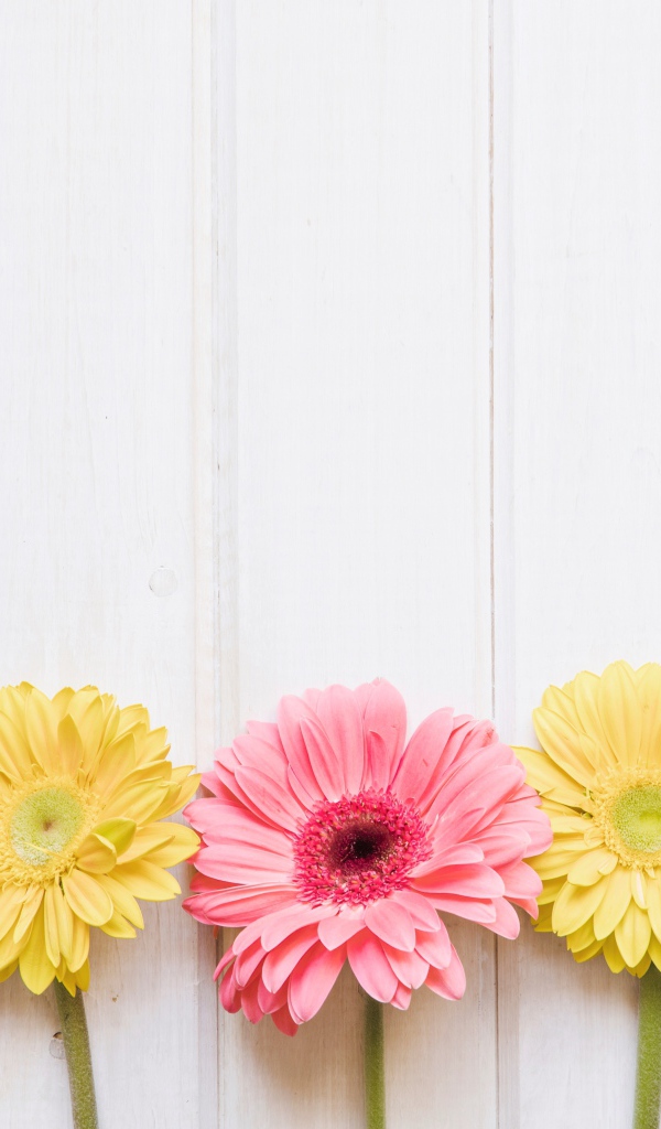 Пять разноцветных гербер на столе