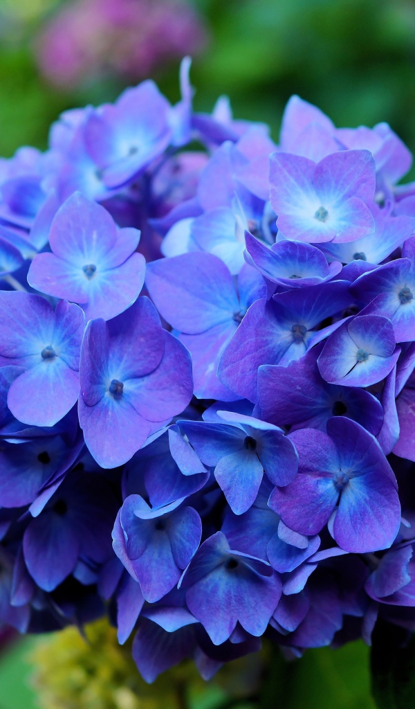 Цветок гортензии крупным планом