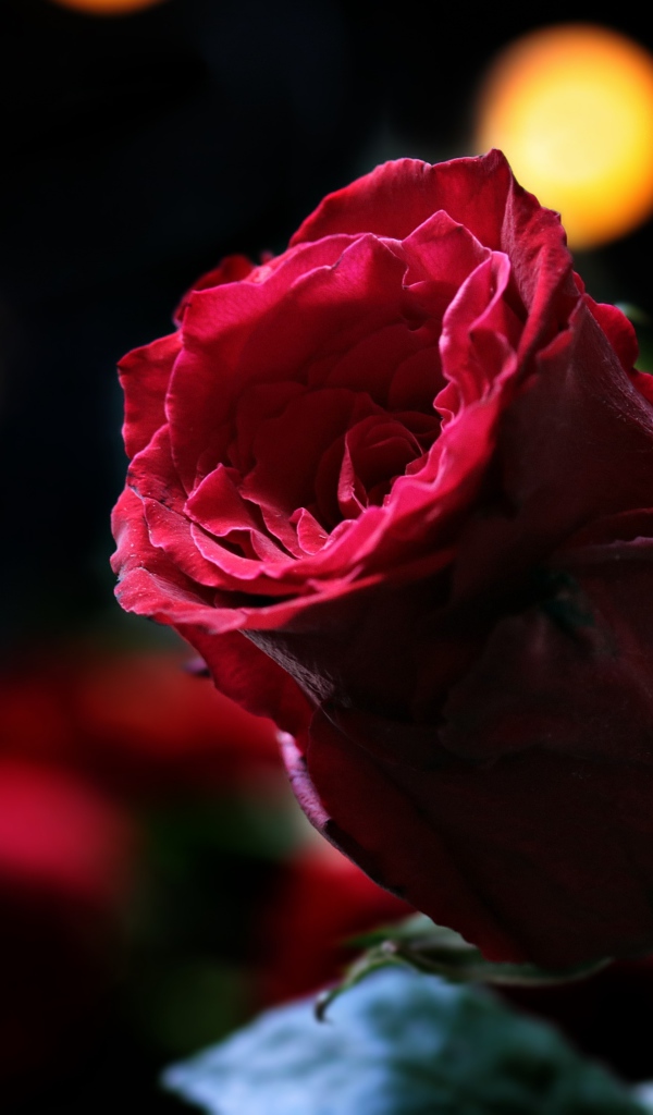 Цветок красивой красной розы крупным планом