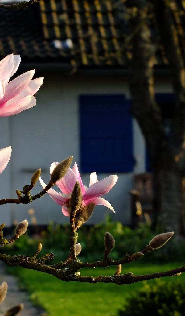 Цветущая ветка магнолии