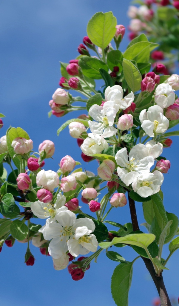 Цветущая весенняя ветка яблони