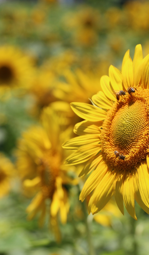 Цветы подсолнуха с пчелами на поле