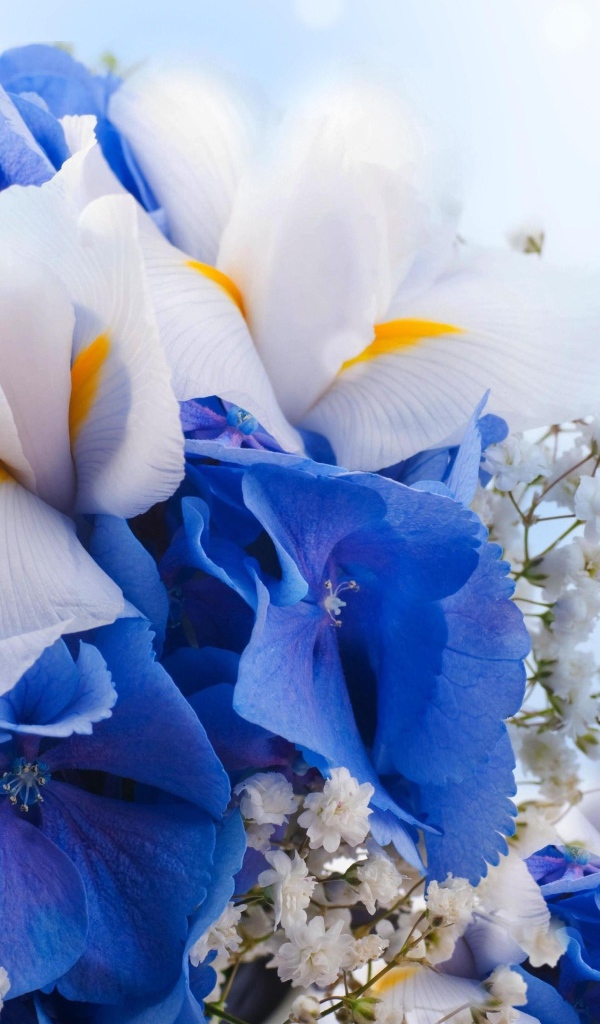 Цветы ириса, гортензии и гипсофилы крупным планом