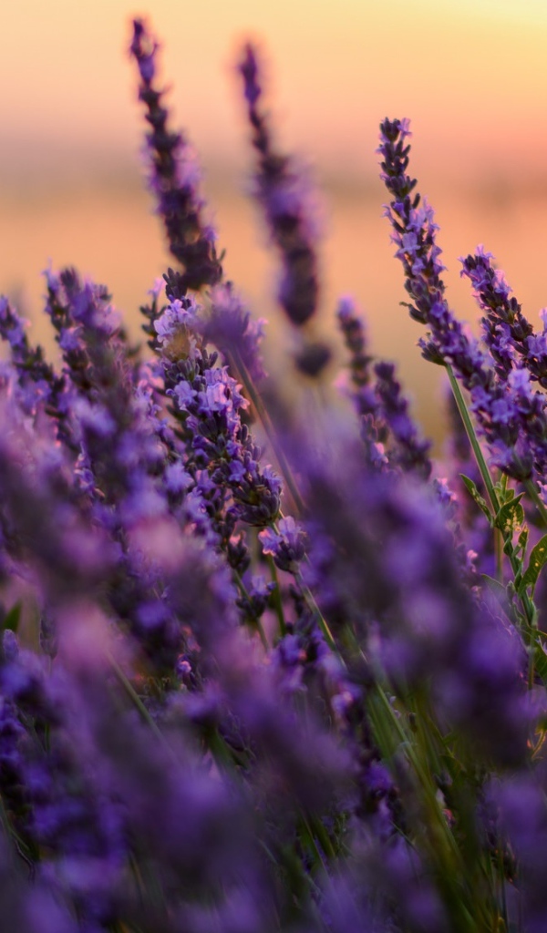 Цветы сиреневой лаванды на закате 