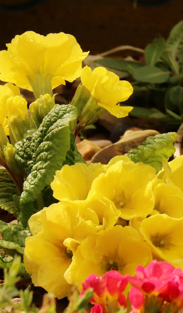 Цветы желтой примулы на камнях 