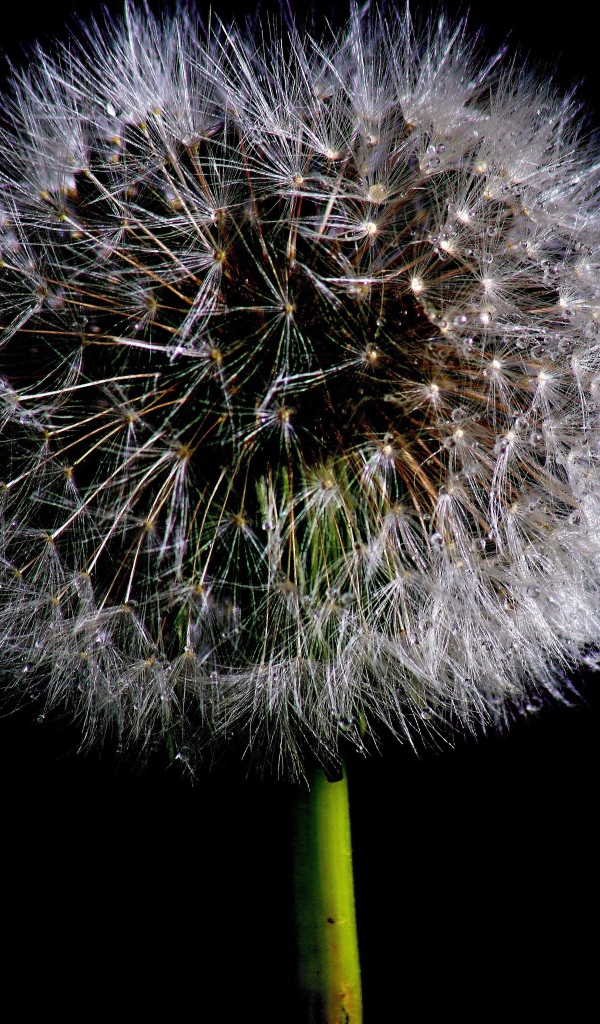 Пушистый белый одуванчик на черном фоне