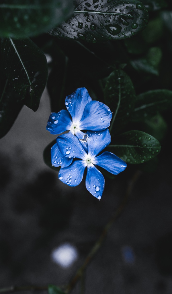 Незабудки в каплях дождя 