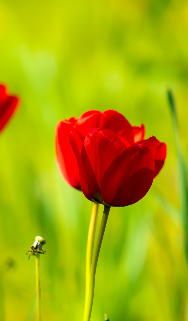 Четыре красных тюльпана в лучах солнца 