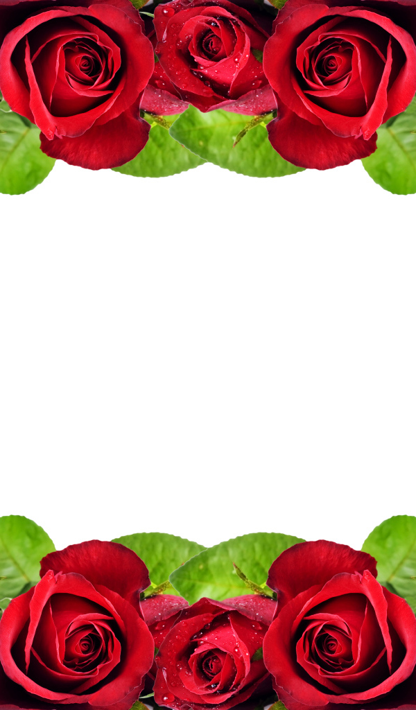 Рамка из красных роз на белом фоне