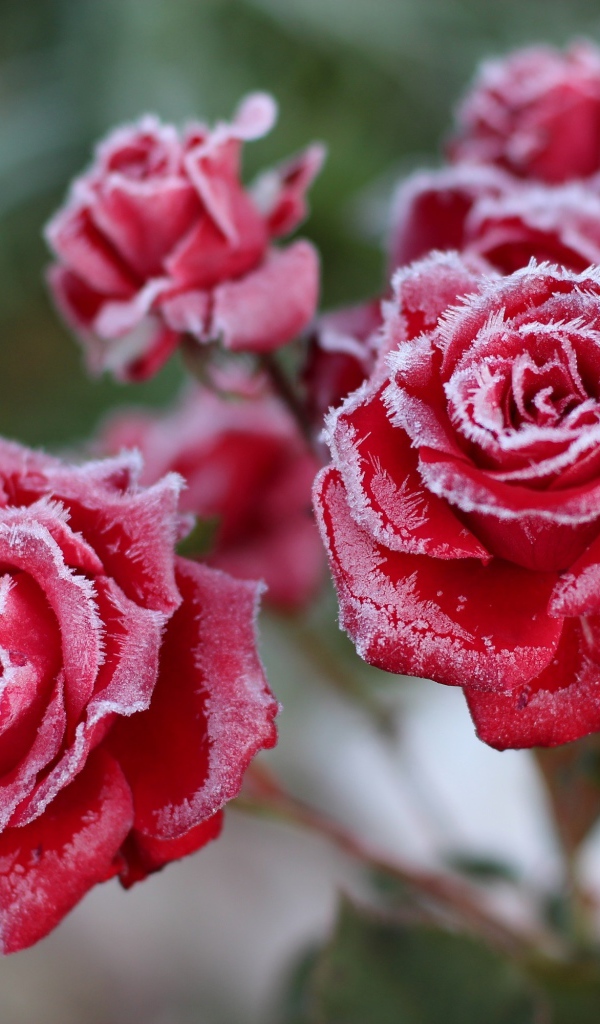 Покрытые инеем красные садовые розы