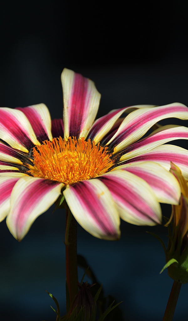 Газания крупным планом на черном фоне