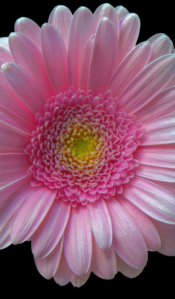 Нежная розовая гербера на черном фоне