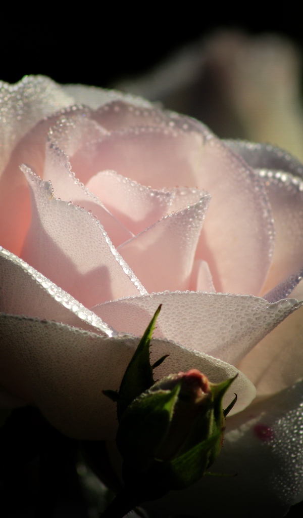 Нежно розовая роза с бутонами в каплях росы