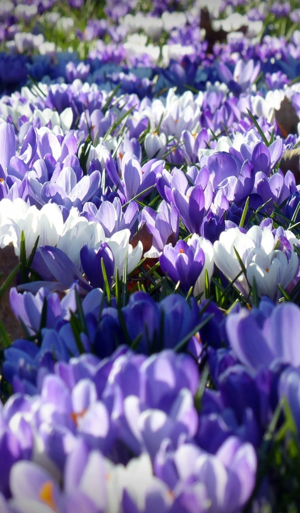 Поляна красивых разноцветных весенних крокусов