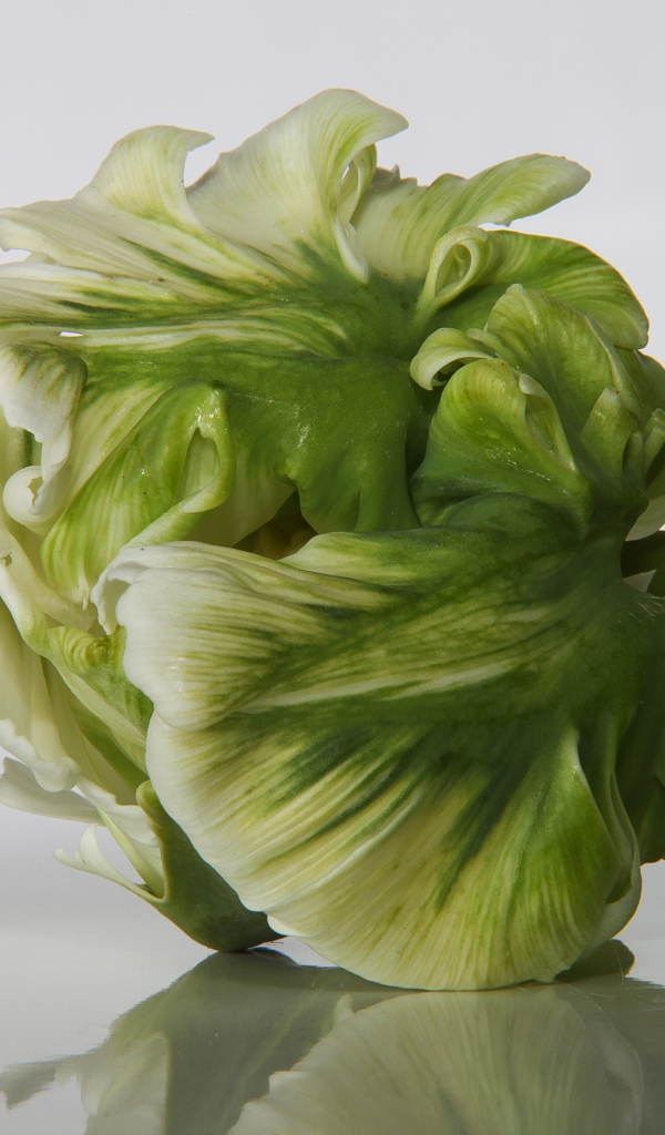 Зеленый с белым тюльпан крупным планом