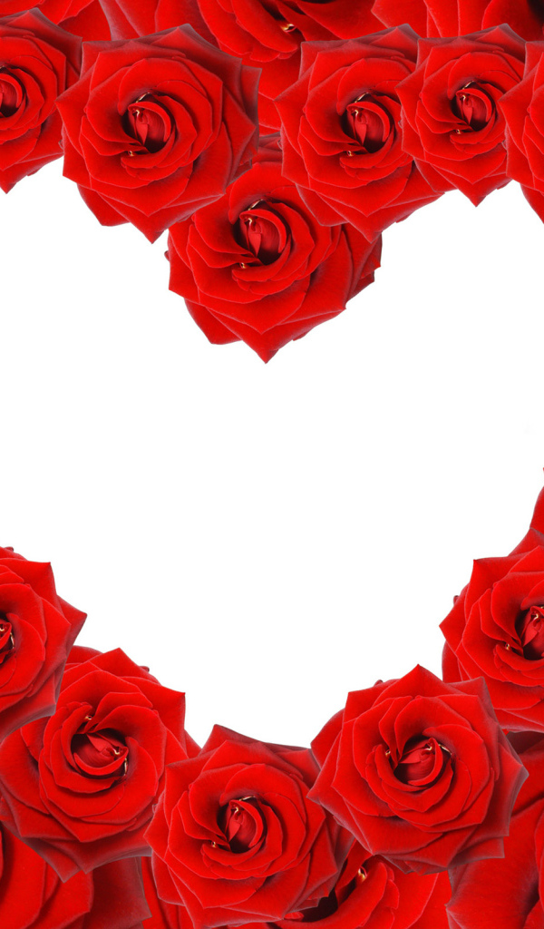 Сердце из красных роз на белом фоне