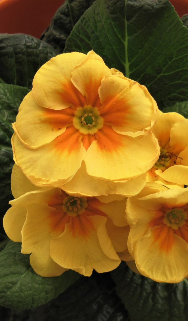 Комнатный цветок примула с желтыми цветами 