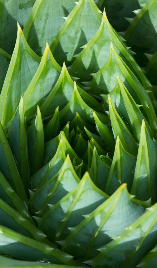 Сочные зеленые листья цветка алоэ 