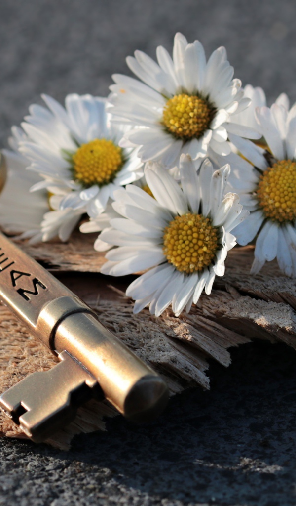 Ключик с белыми ромашками на асфальте