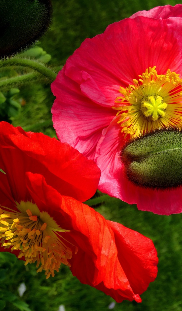 Большие красивые декоративные маки с бутонами