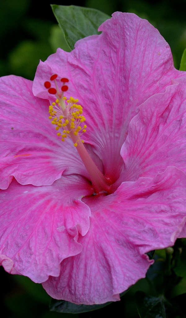 Большой красивый розовый цветок гибискуса