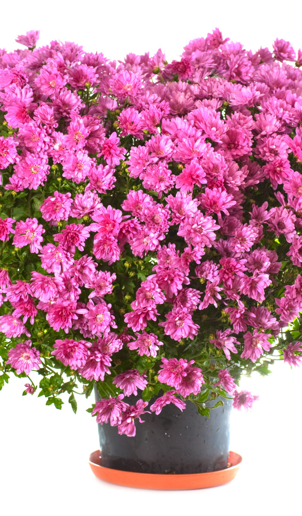 Большой букет розовых хризантем в горшке на белом фоне