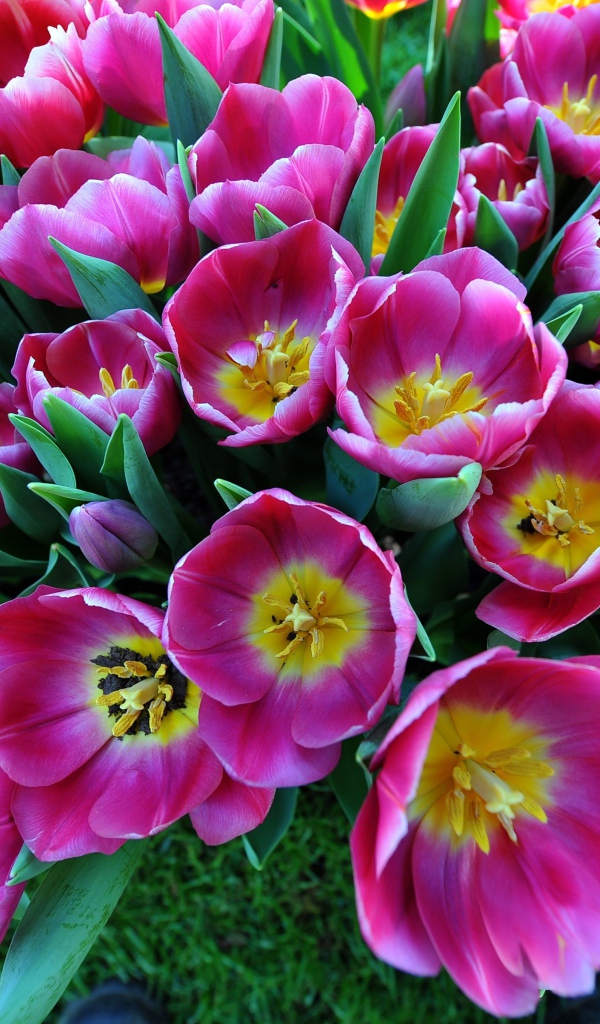 Большой букет розовых тюльпанов, вид сверху