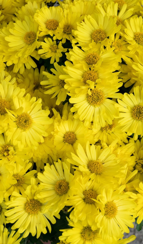 Большой букет желтых цветов хризантемы