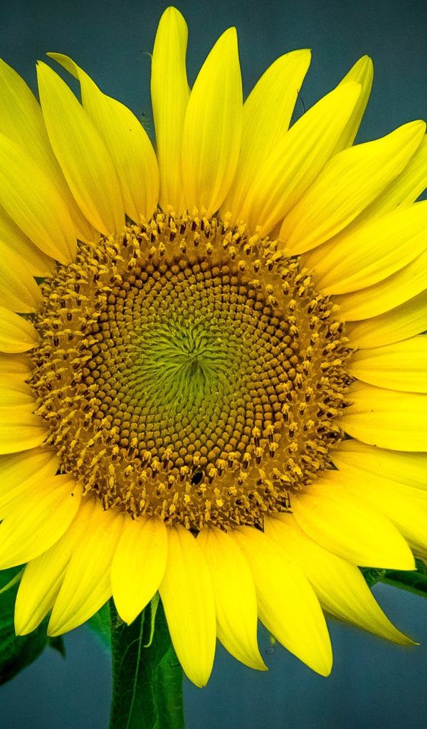 Большой цветок подсолнуха крупным планом