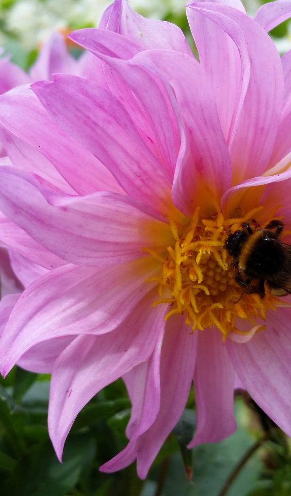 Крупные сиреневые георгины на клумбе