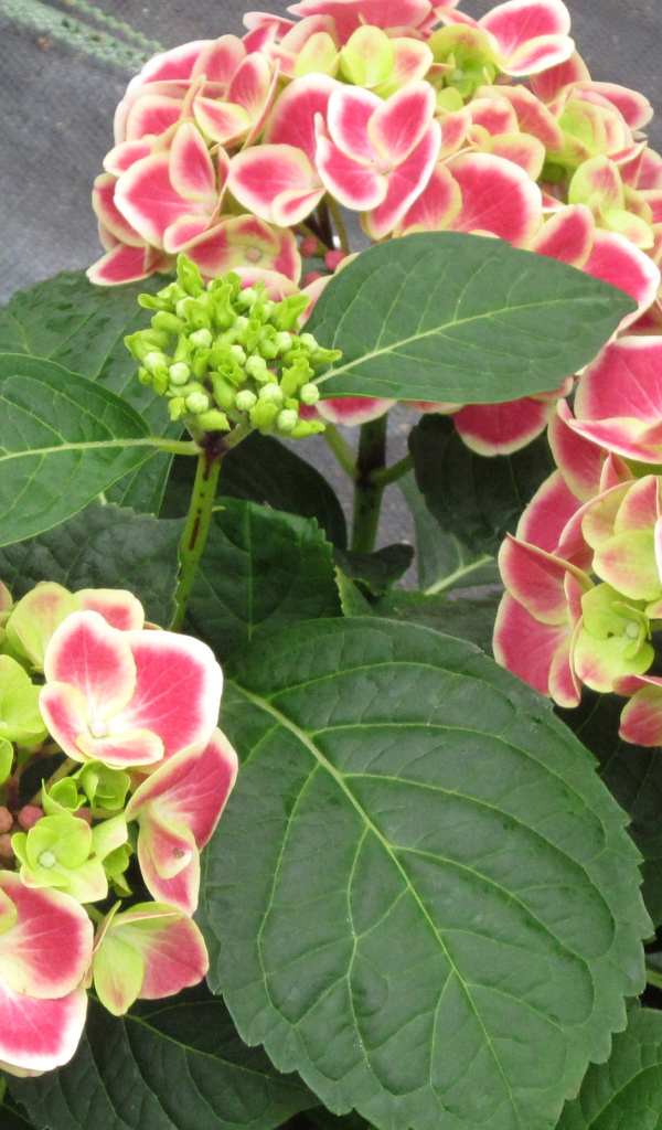 Большие розовые цветы гортензия