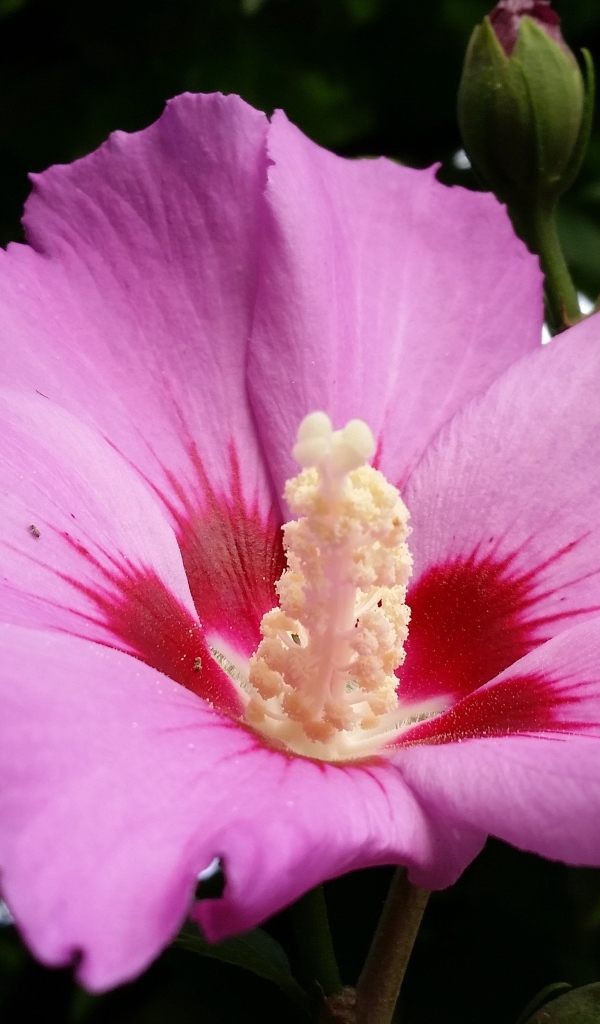 Большой розовый цветок гибискуса с бутоном