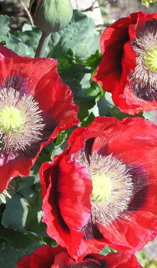 Большие красные маки крупным планом