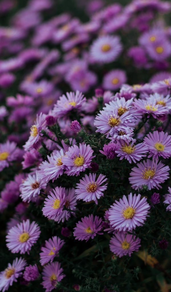 Сиреневые осенние цветы сентябринка 