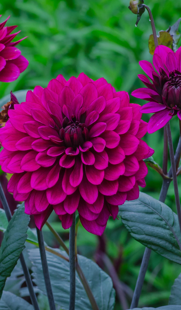 Сиреневые георгины с бутонами на клумбе 