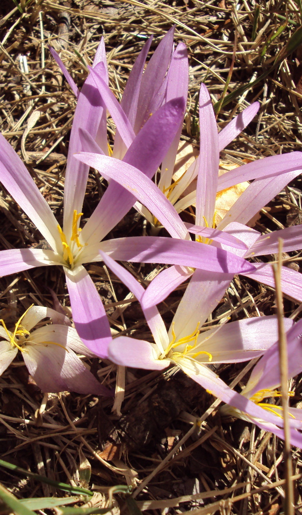 Сиреневые цветы крокуса распустились весной