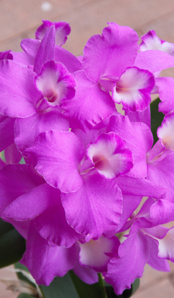 Сиреневые цветы орхидеи крупным планом