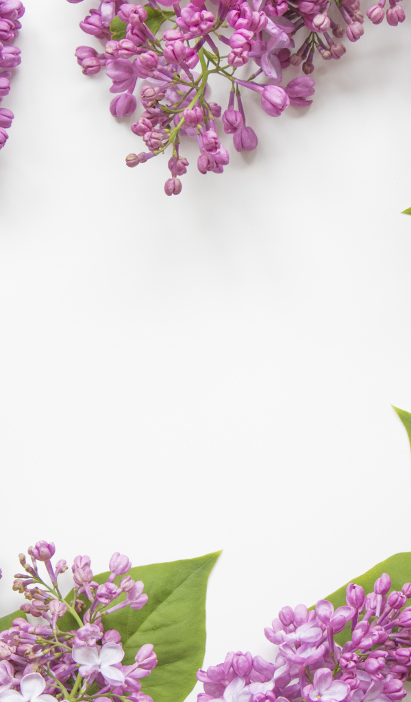 Цветы сирени на сером фоне 