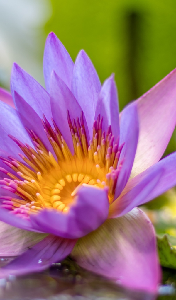 Сиреневый цветок лотоса в воде