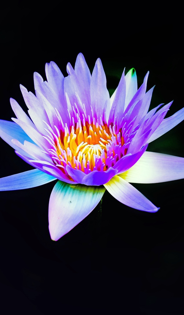 Lilac lotus flower on a black background close-up