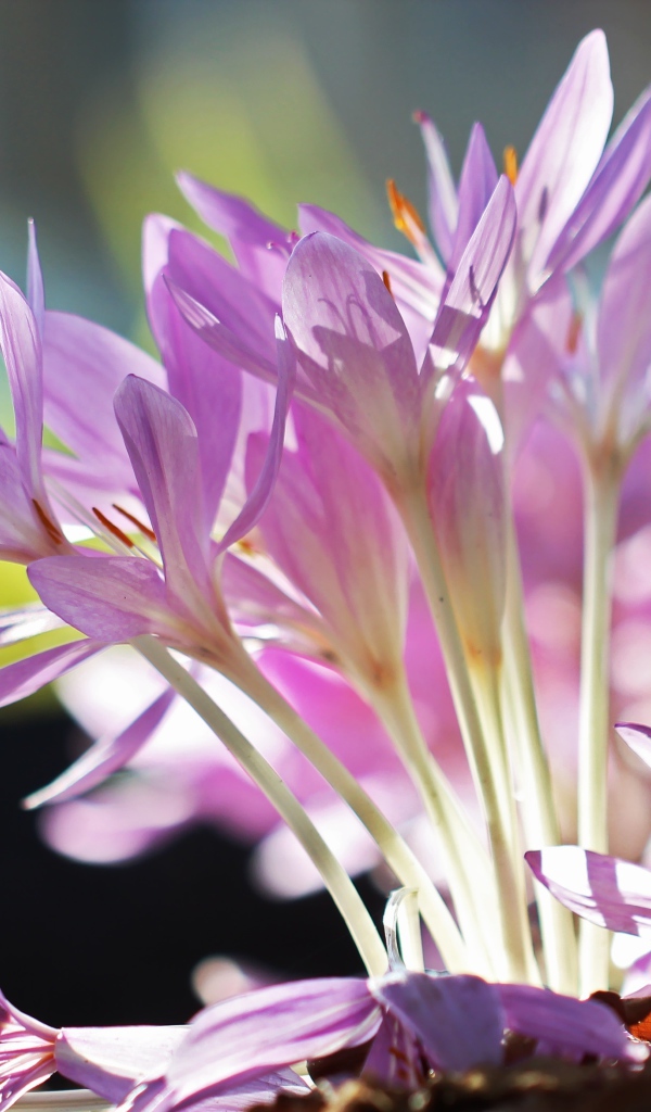 Сиреневые нежные весенние цветы крокусы крупным планом