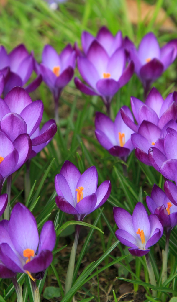 Сиреневые нежные весенние цветы крокусы