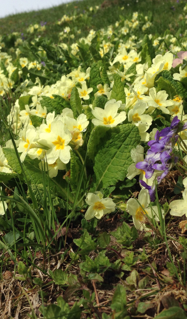 Маленькие первоцветы желтые цветы примулы