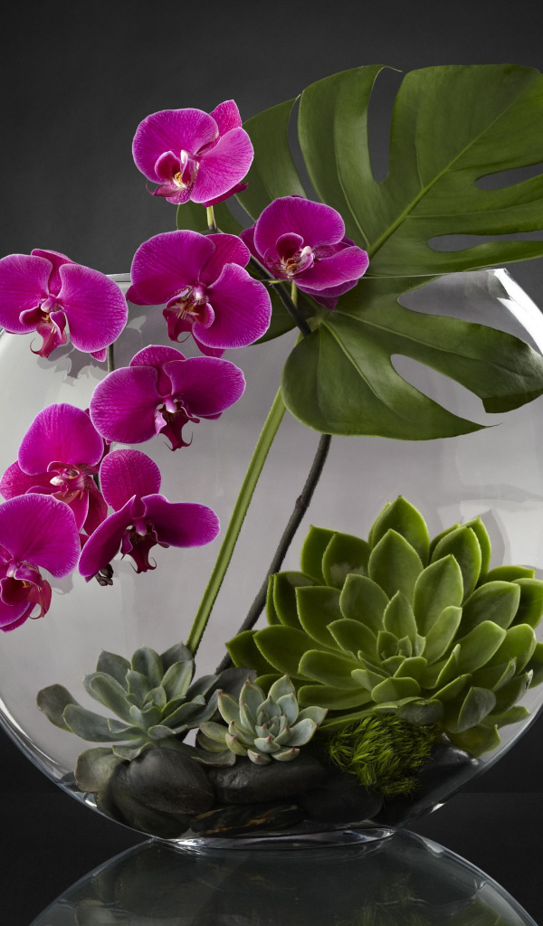 Живой аквариум с цветами орхидеи на сером фоне