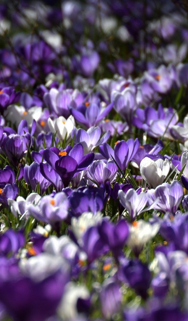 Много красивых разноцветных крокусов